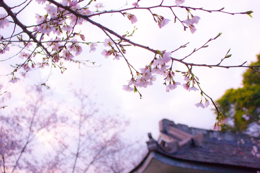 Delicate cherry blossom branch with a traditional Japanese roof in the background during spring.