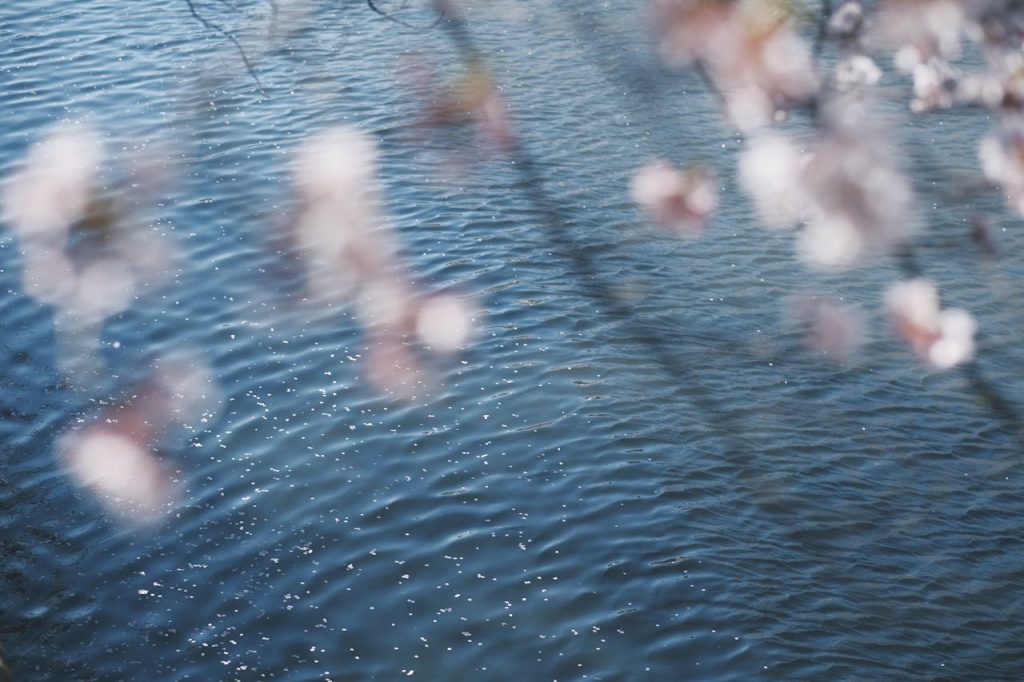 Blurred cherry blossoms over water with a spring vibe in Tokyo, Japan.